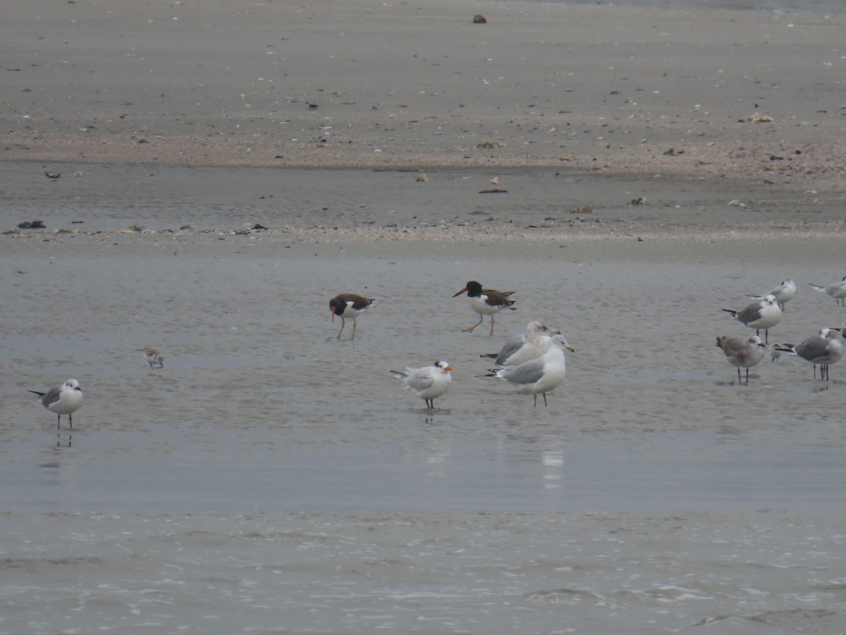 American Oystercatcher - ML511643211