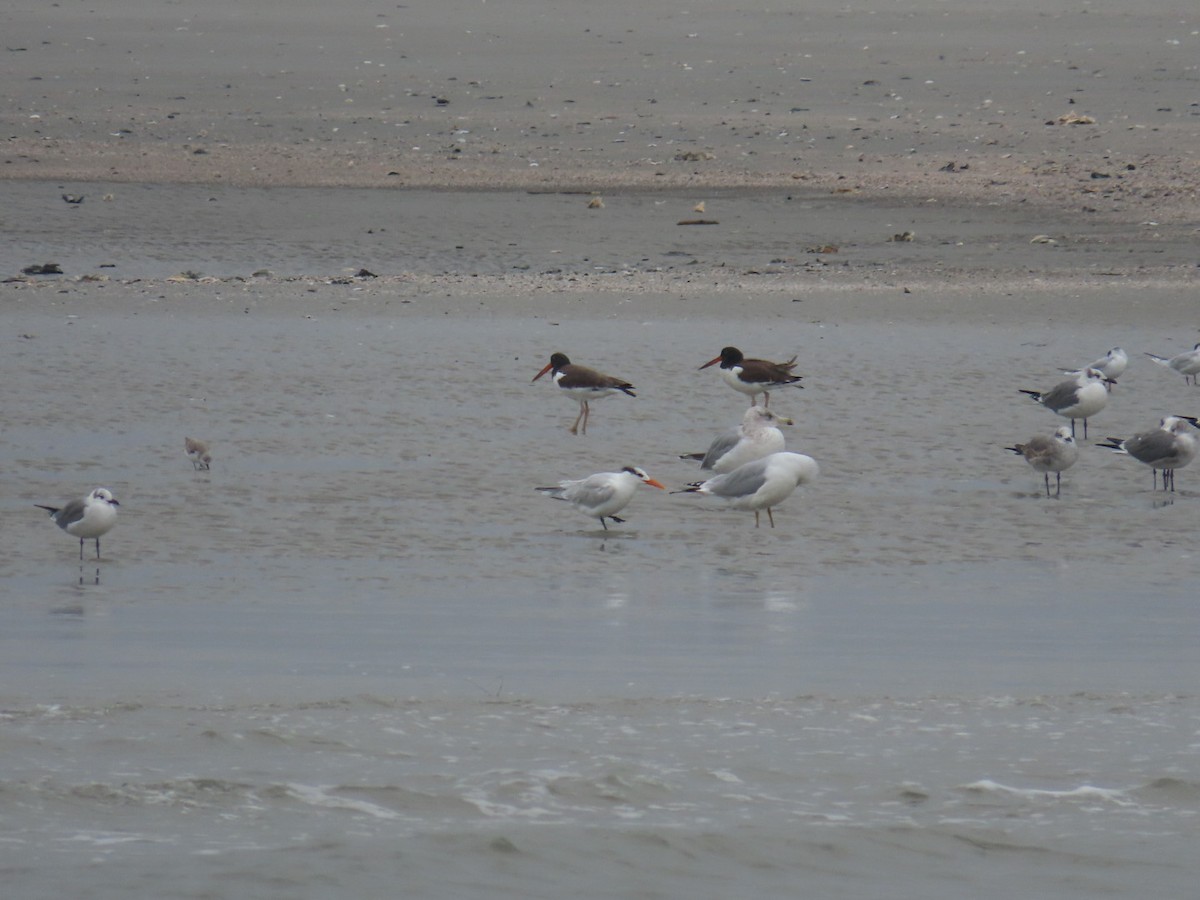 American Oystercatcher - ML511643231