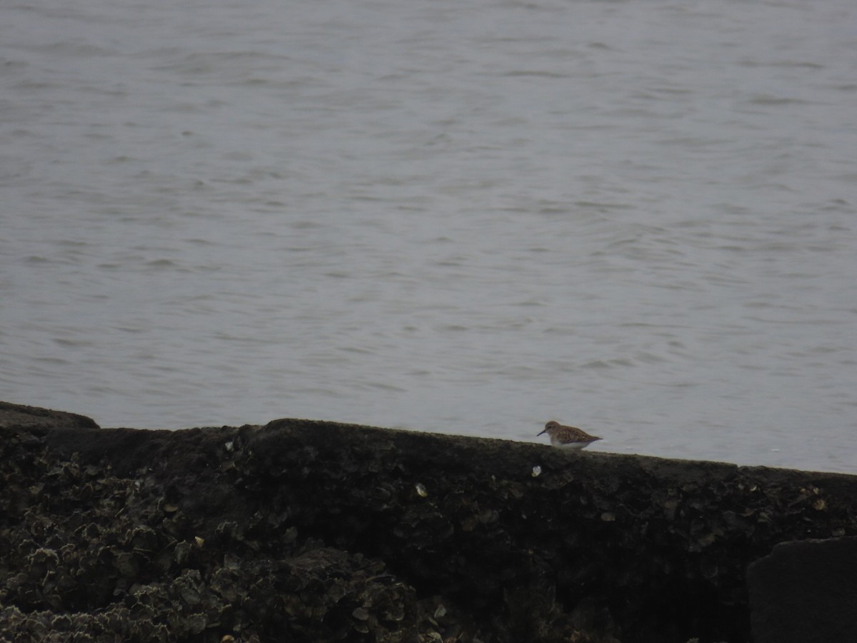 Least Sandpiper - Bruce Pratt