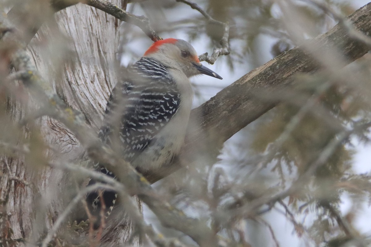 Red-bellied Woodpecker - ML511644181