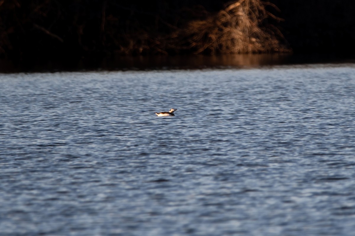 Long-tailed Duck - ML511644271