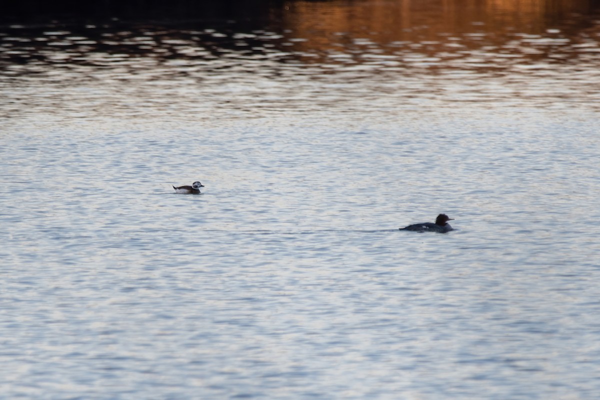 Long-tailed Duck - ML511644281