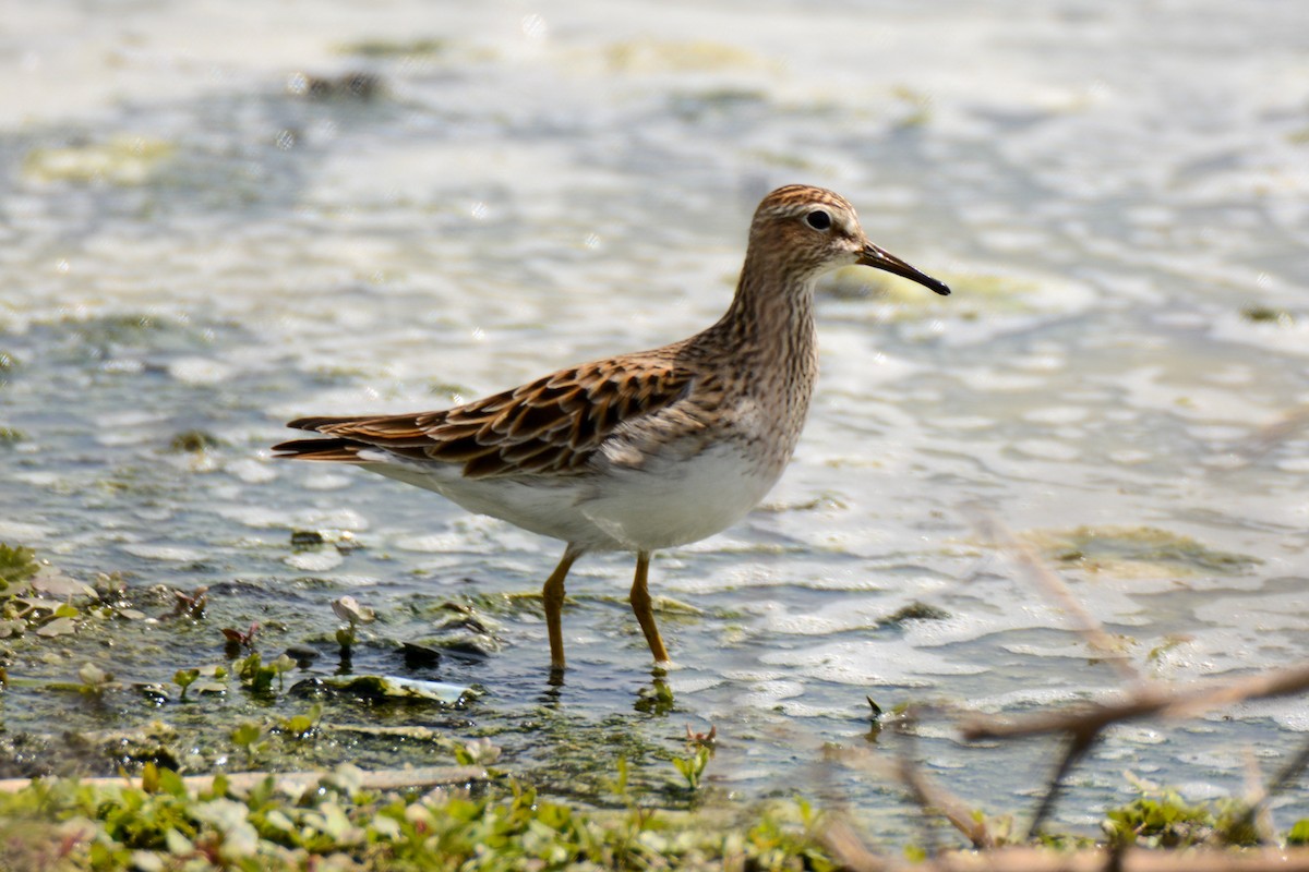 Pectoral Sandpiper - ML511644561