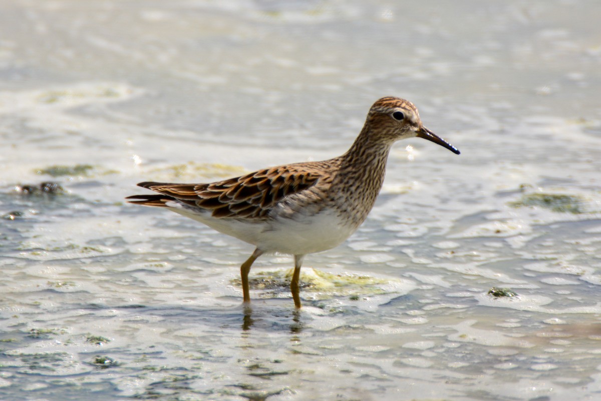 Pectoral Sandpiper - ML511644571