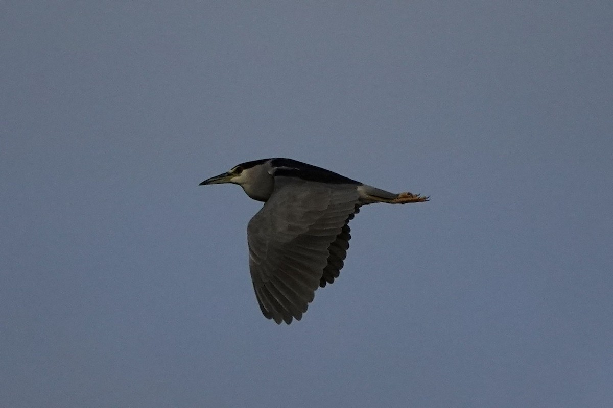 Black-crowned Night Heron - ML511644671