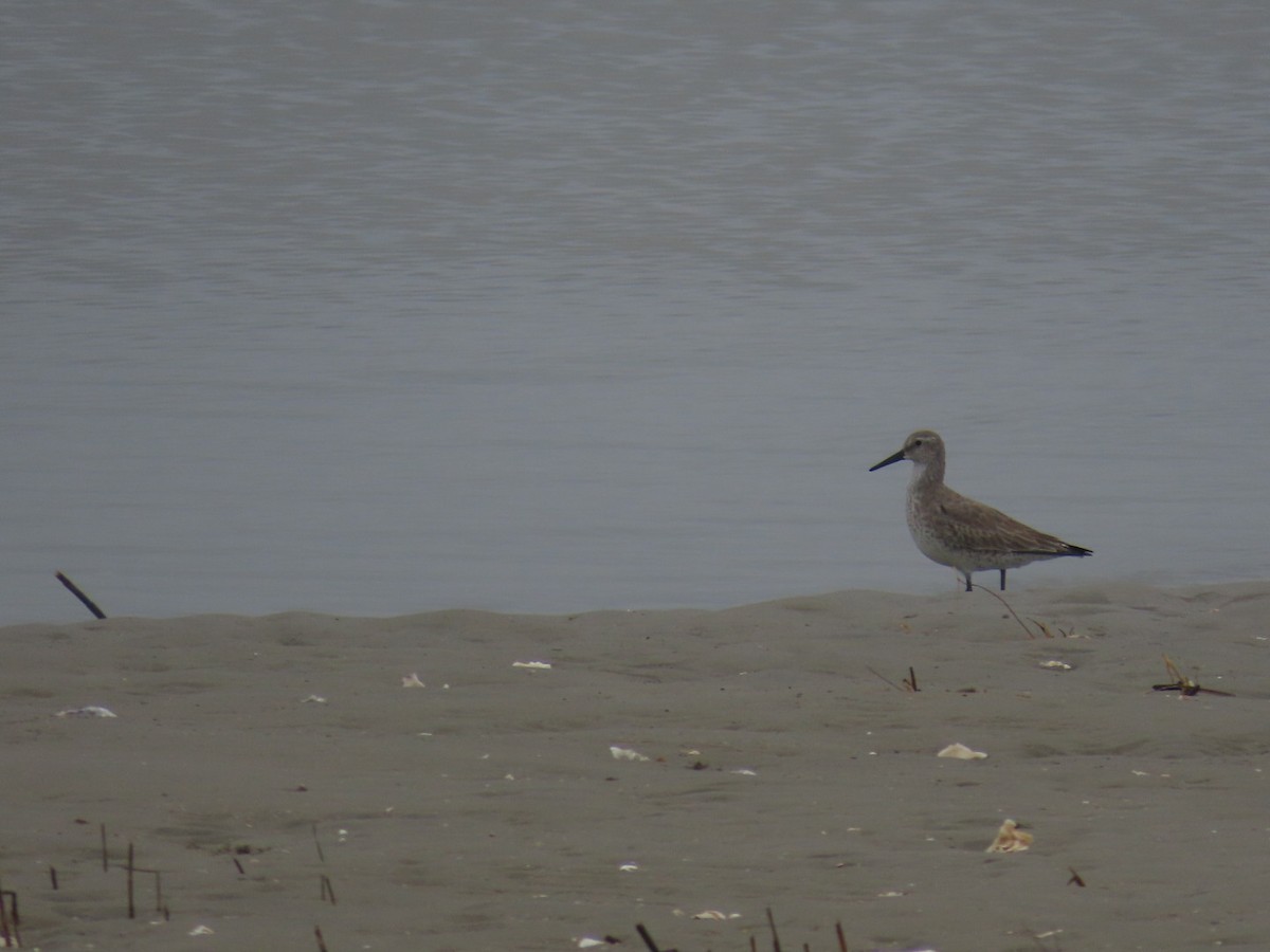 Willet - ML511644871