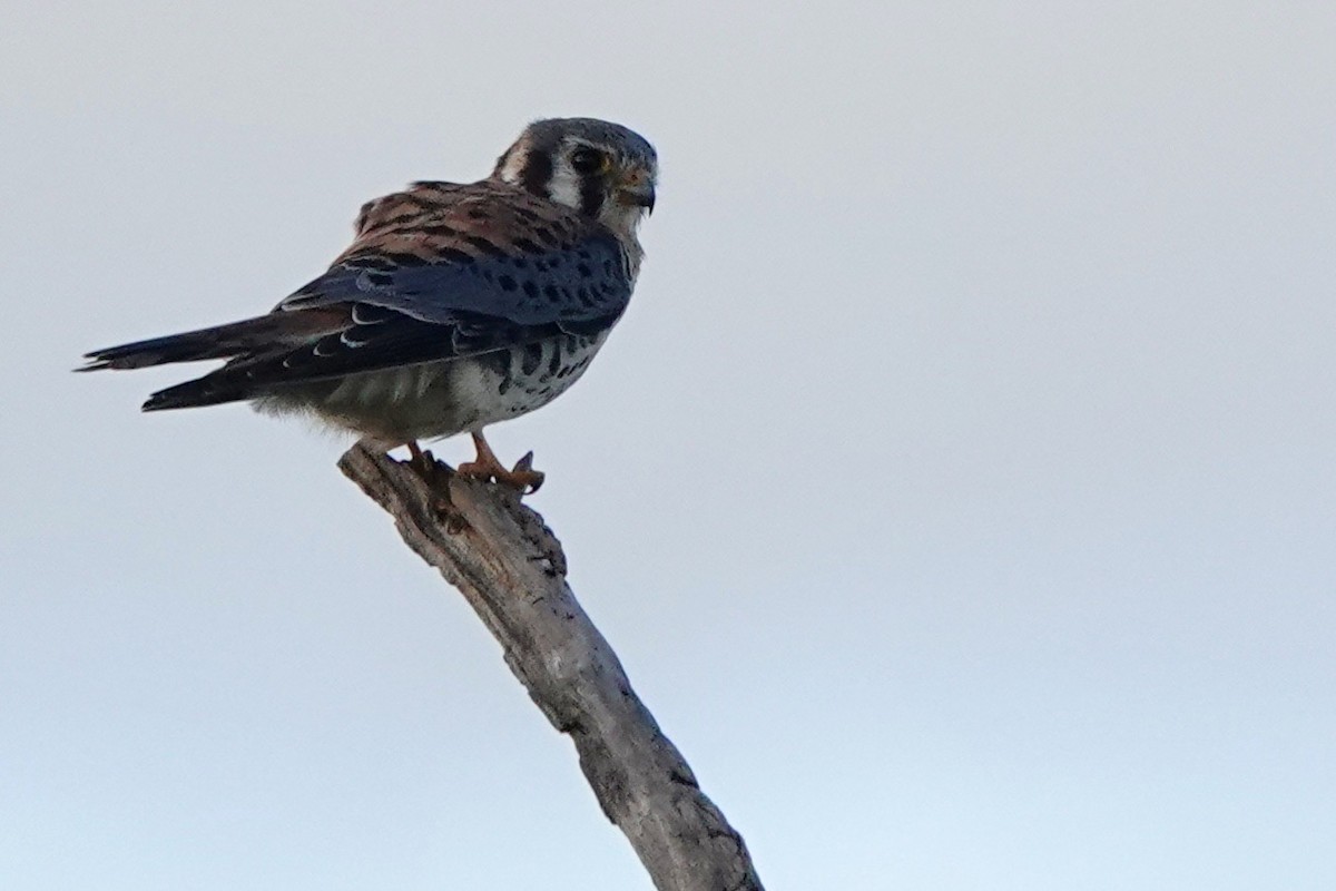 American Kestrel - ML511644981