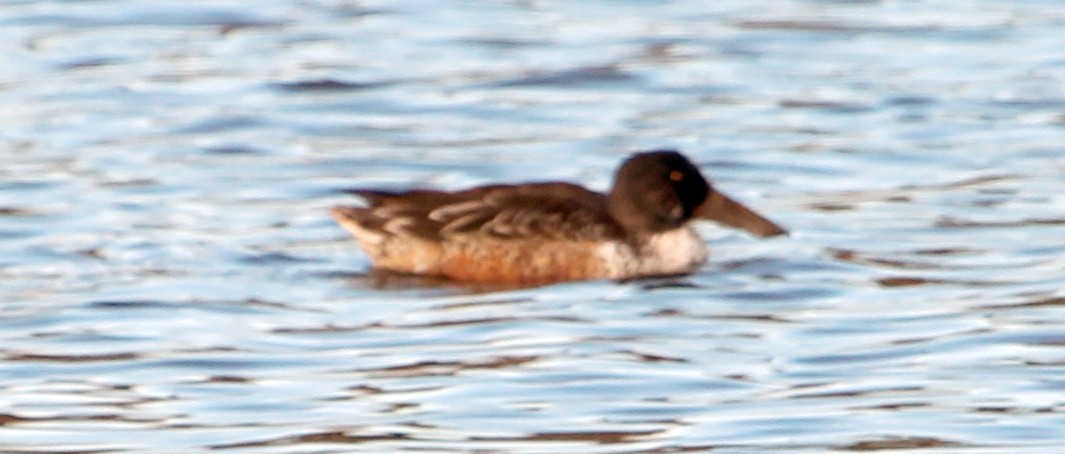 Northern Shoveler - ML511645601