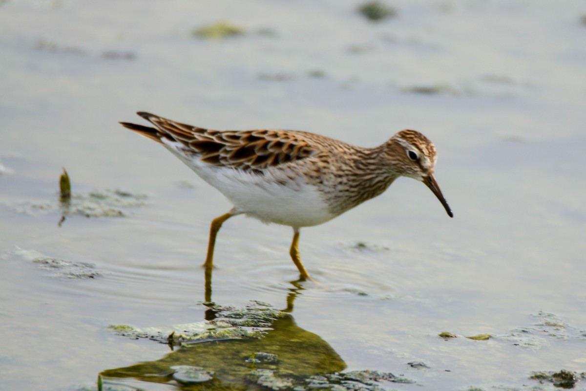 Pectoral Sandpiper - ML511646181