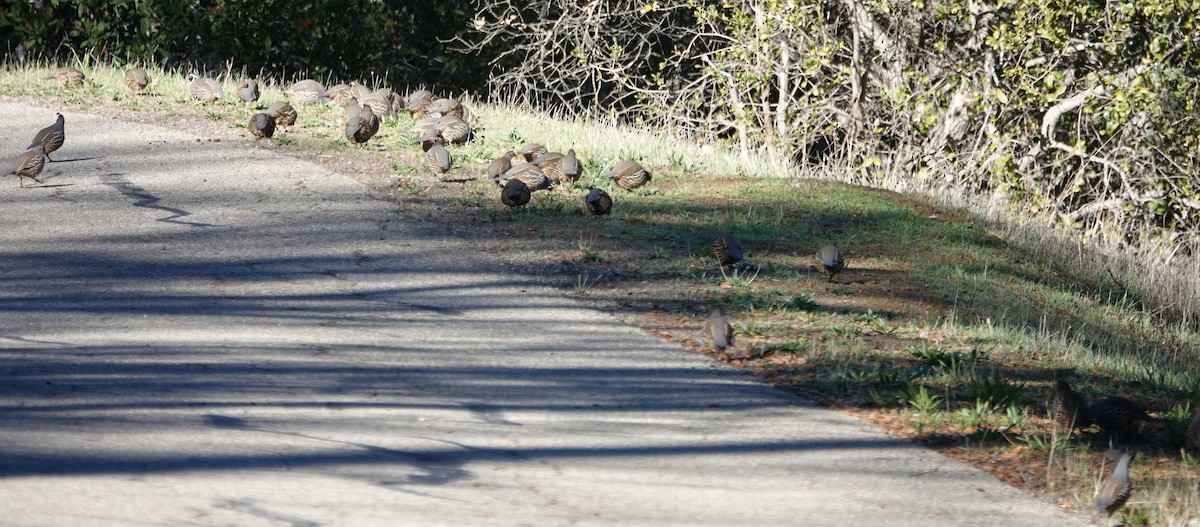 California Quail - ML511647101
