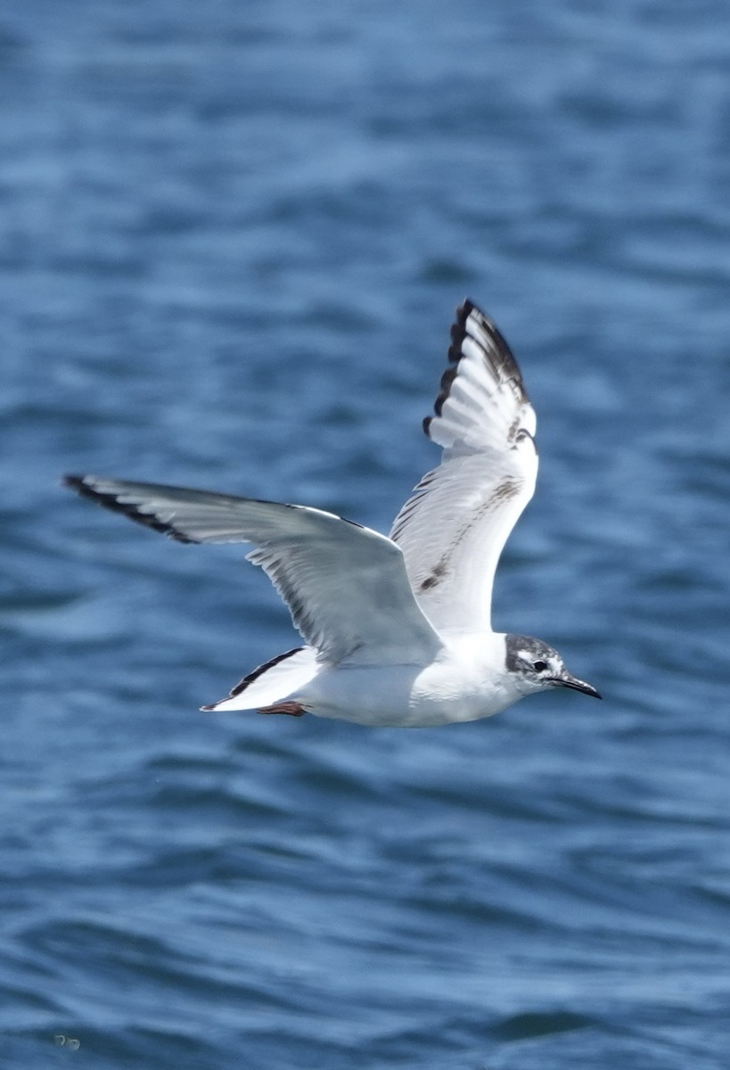 Bonaparte's Gull - ML511647451