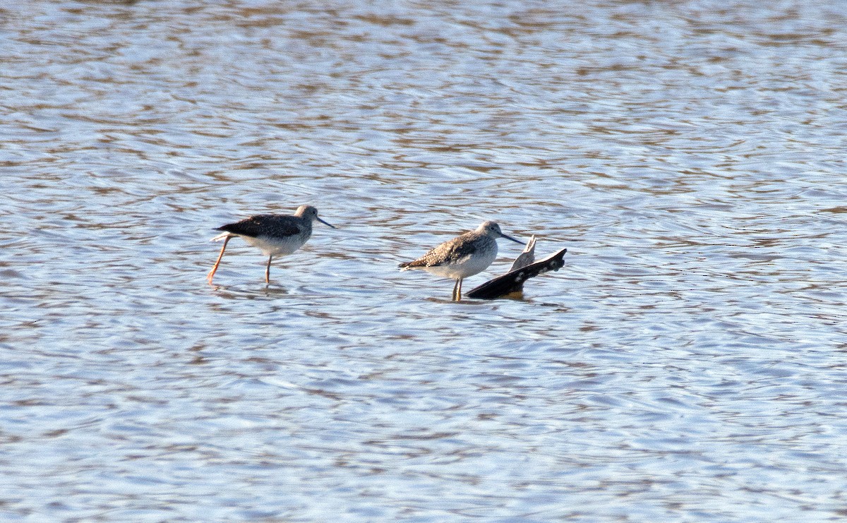 Greater Yellowlegs - ML511647541