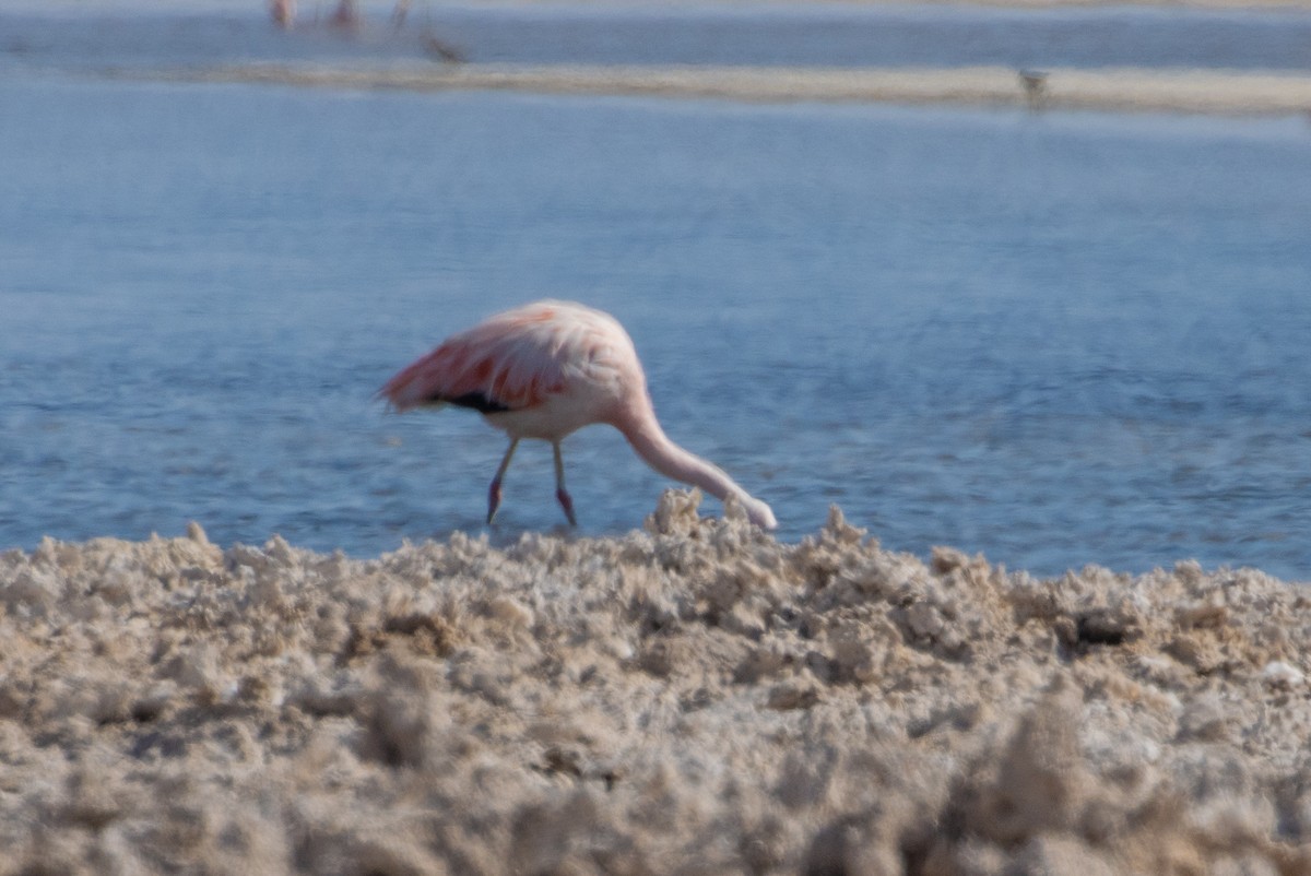 Chilean Flamingo - ML511647551