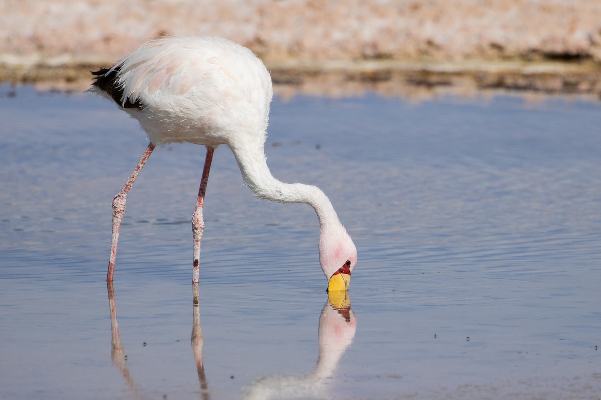 Puna Flamingosu - ML511648061