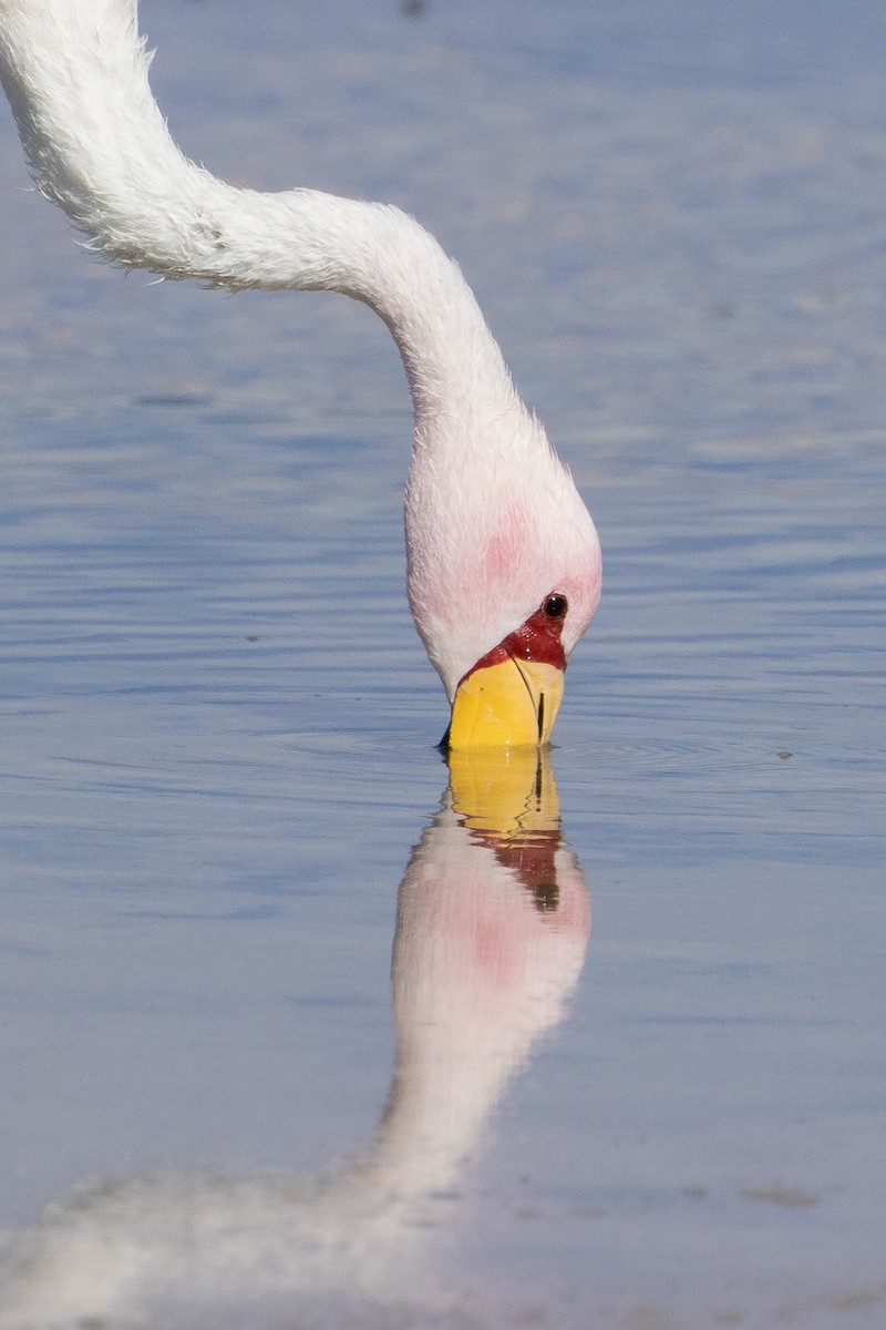 Puna Flamingosu - ML511648081