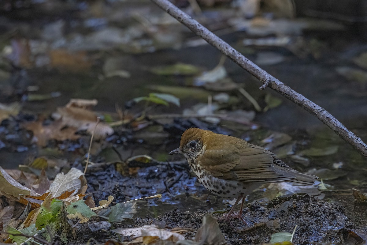 Wood Thrush - ML511648551