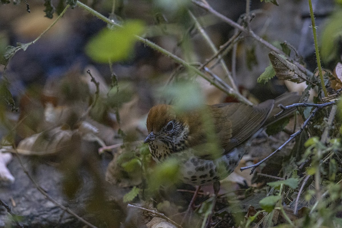 Wood Thrush - ML511648571