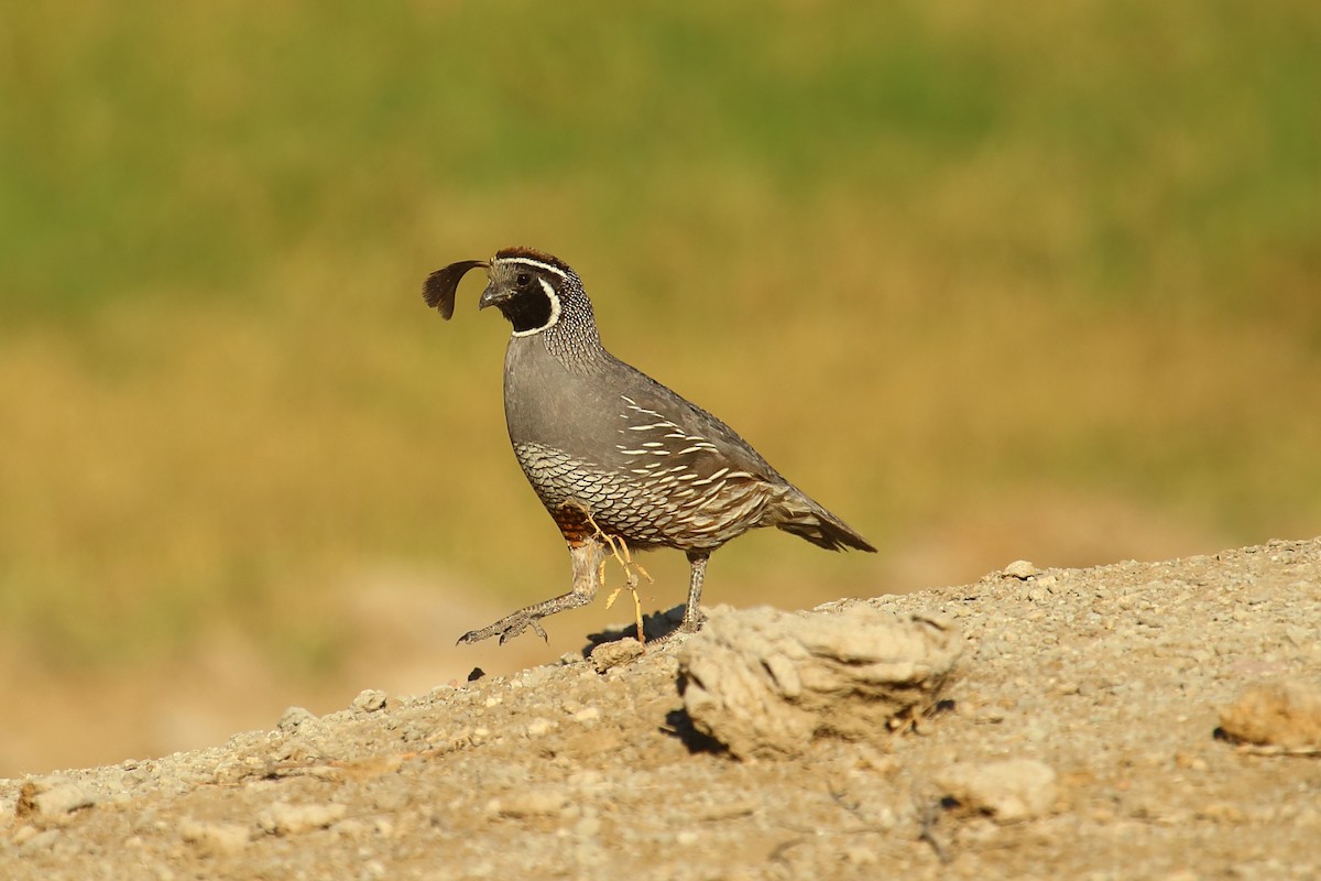 California Quail - ML511648861