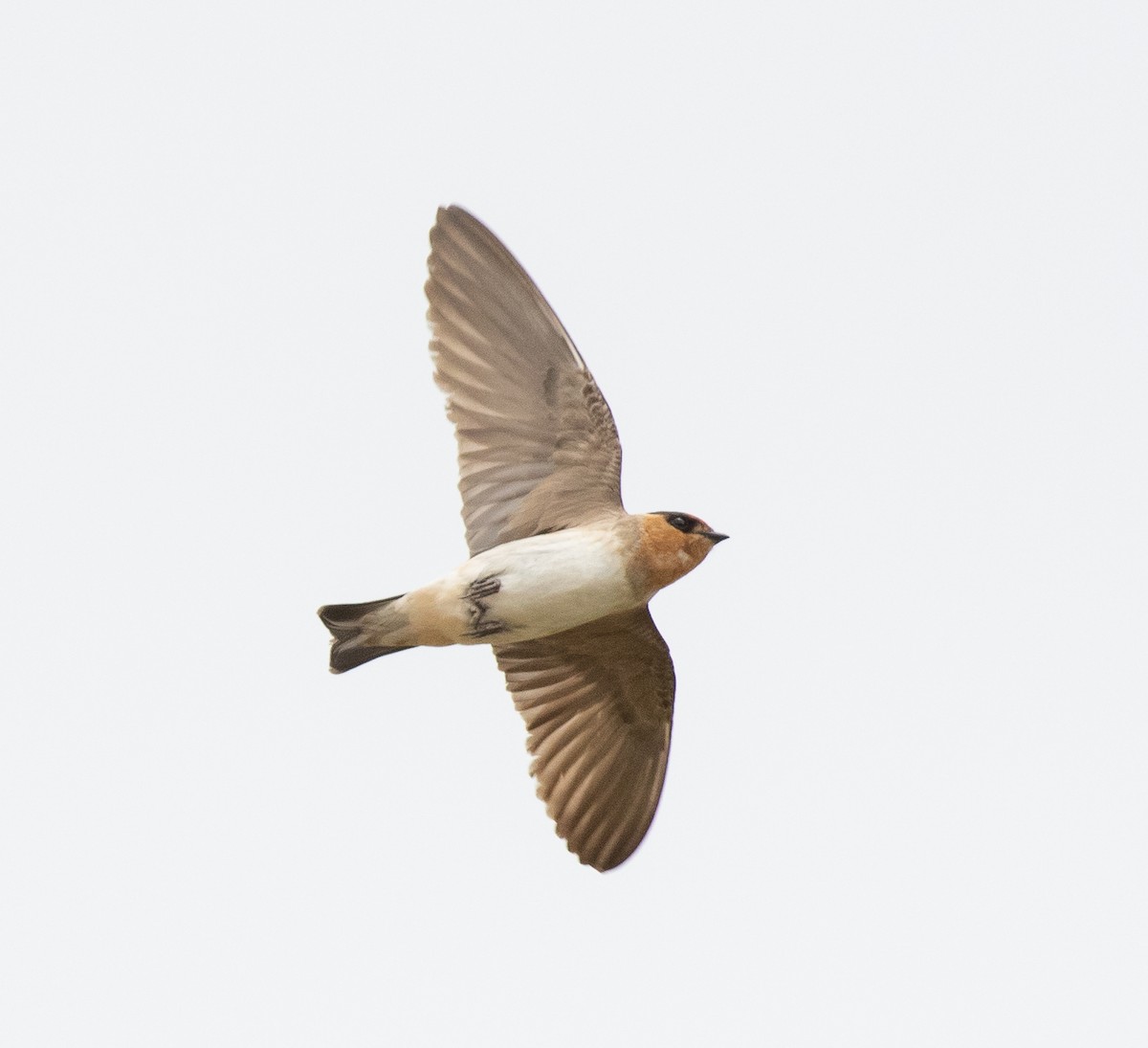 Cave Swallow - ML511649681