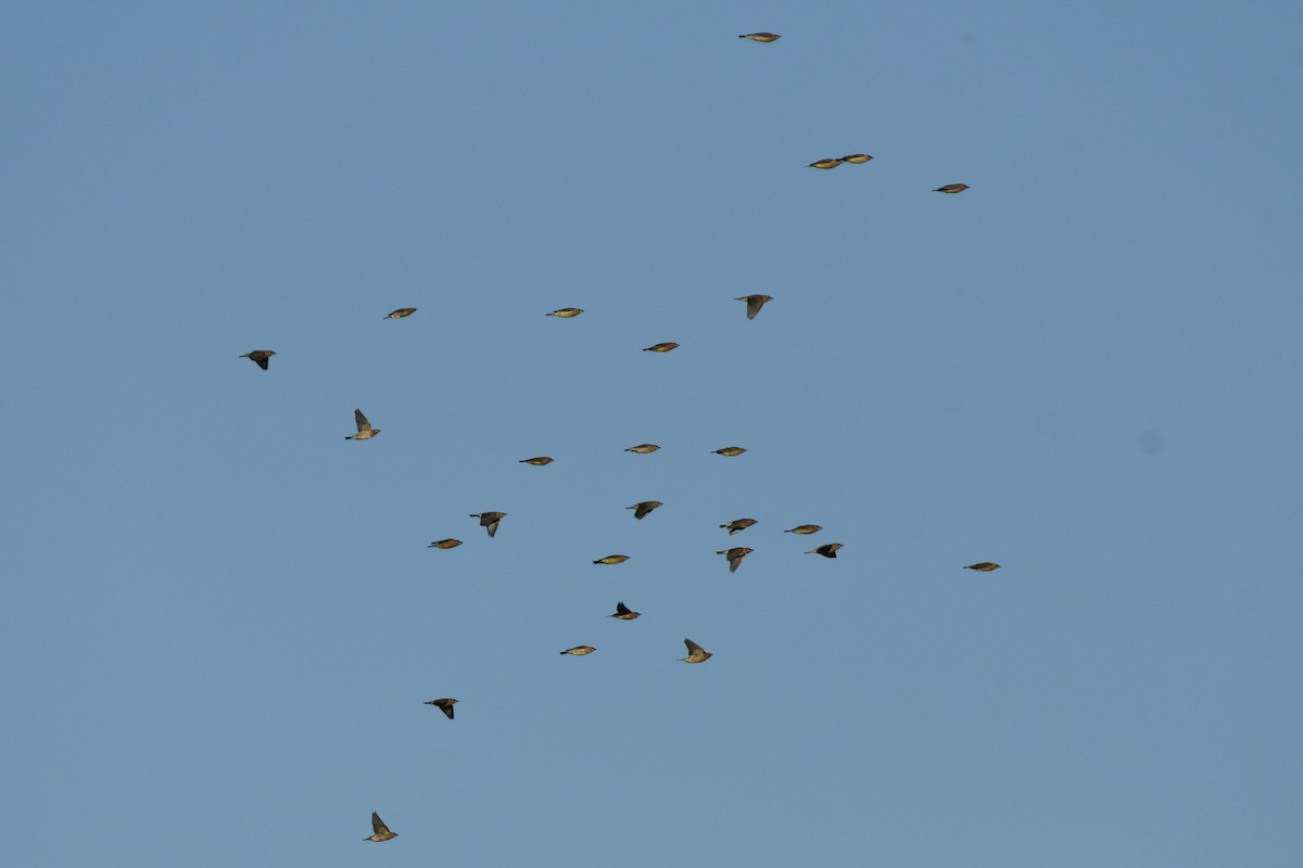 Cedar Waxwing - ML511650541