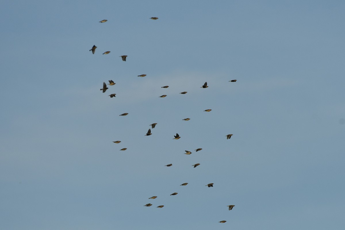 Cedar Waxwing - ML511650551