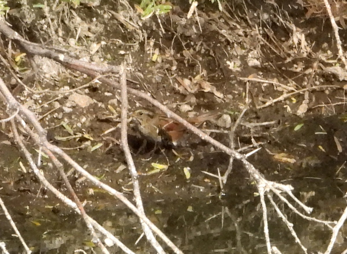 Swamp Sparrow - ML511651501