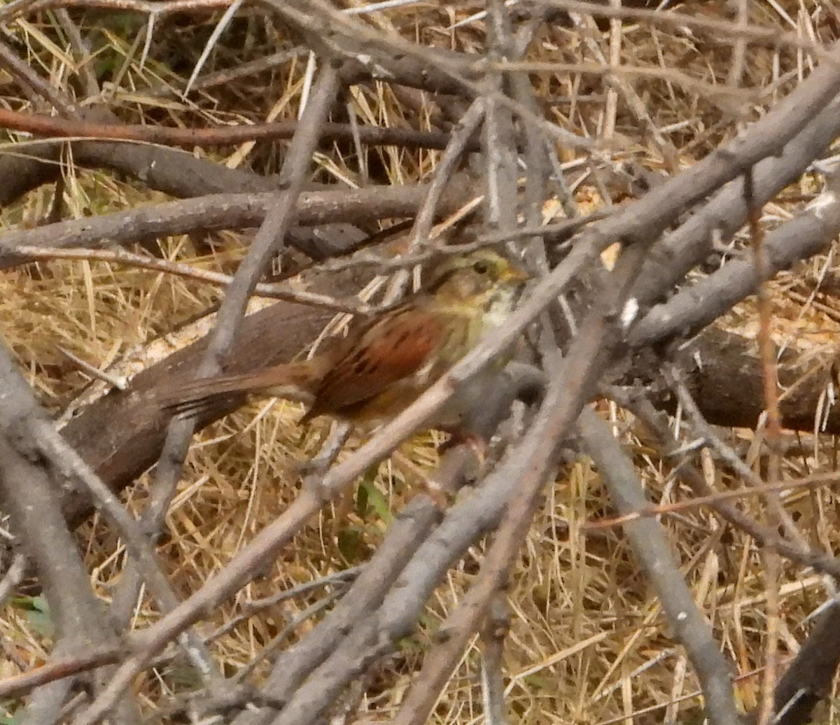 Swamp Sparrow - ML511651511