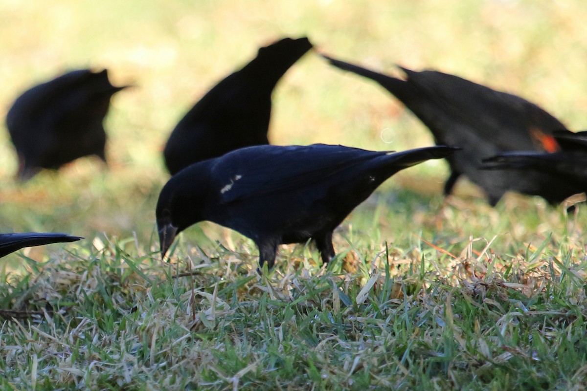 Tricolored Blackbird - ML511654411