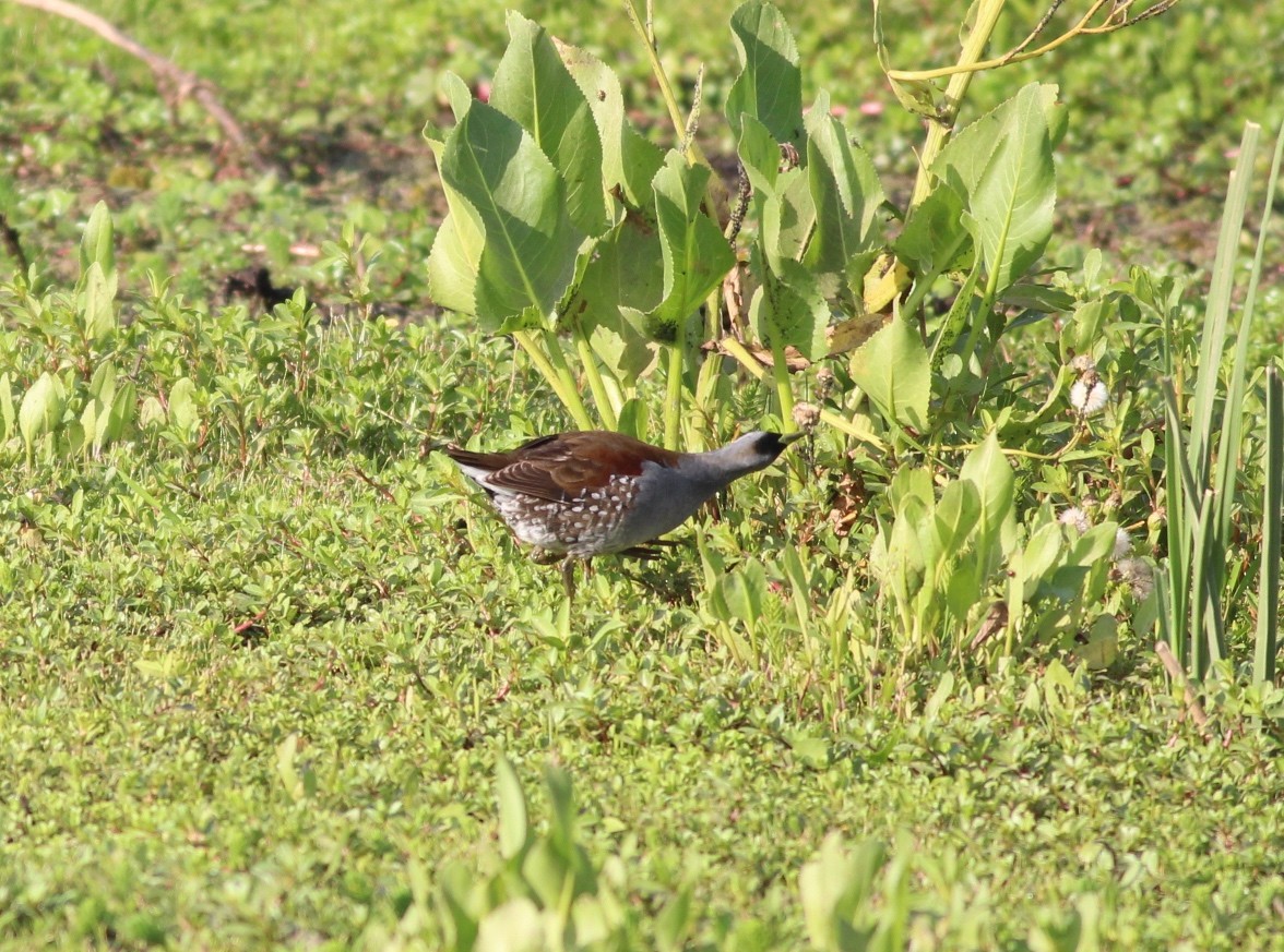 Gallinule à face noire - ML511654691