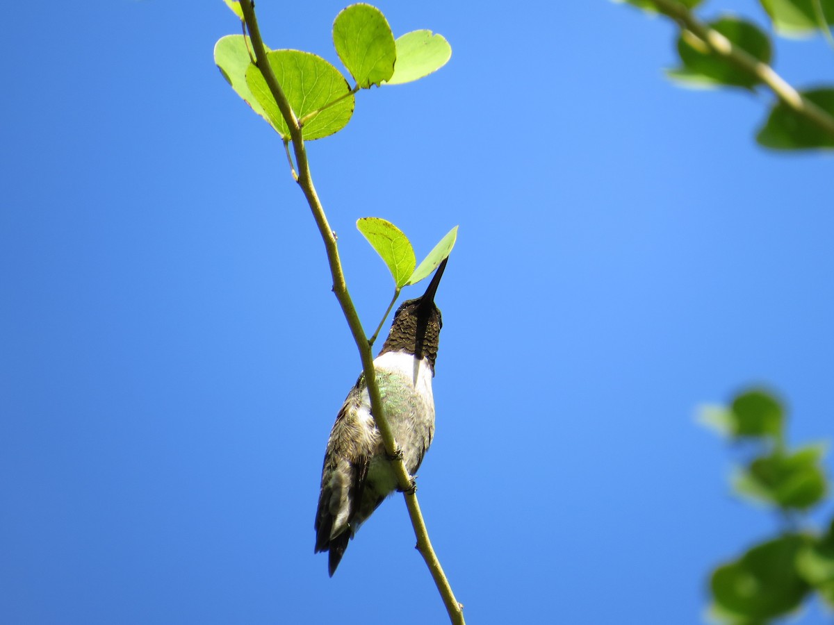 Colibri à gorge rubis - ML51165511