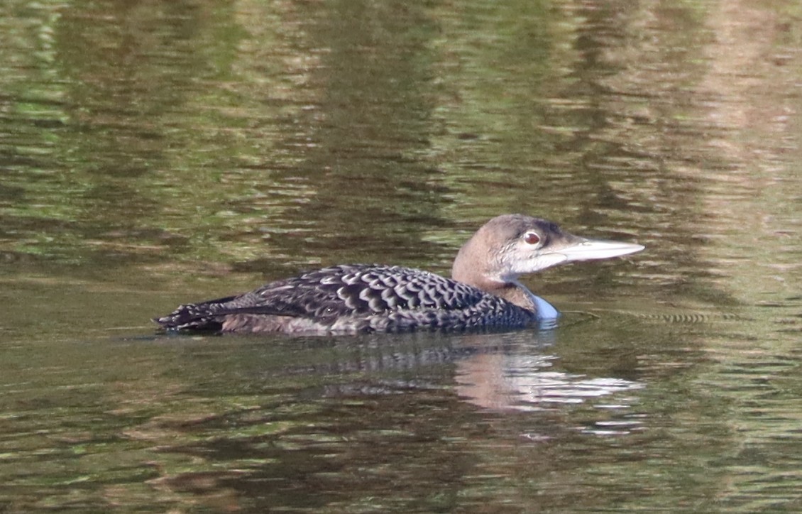 Common Loon - John McVay