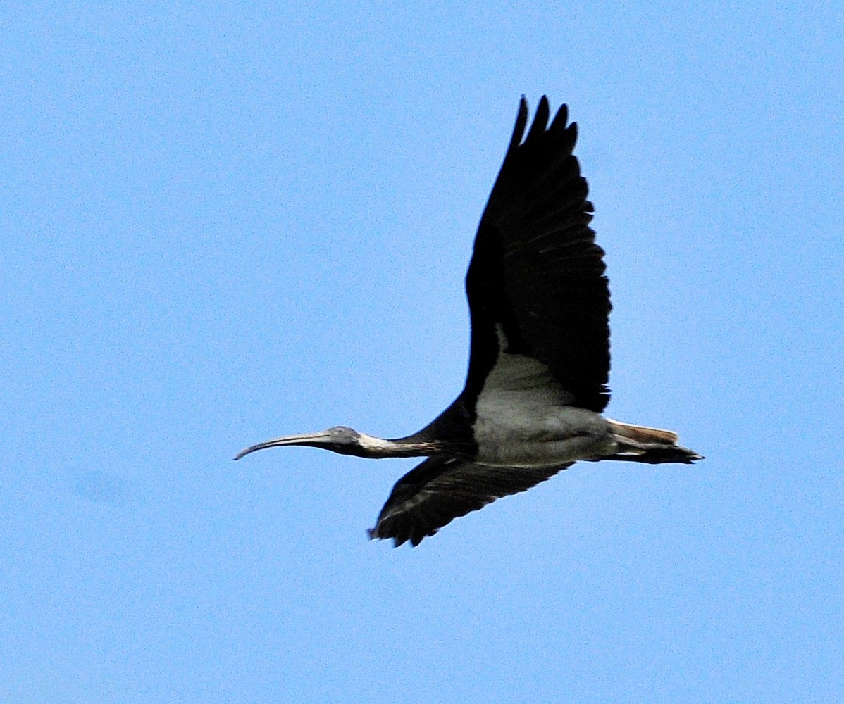 ibis slámokrký - ML511656231