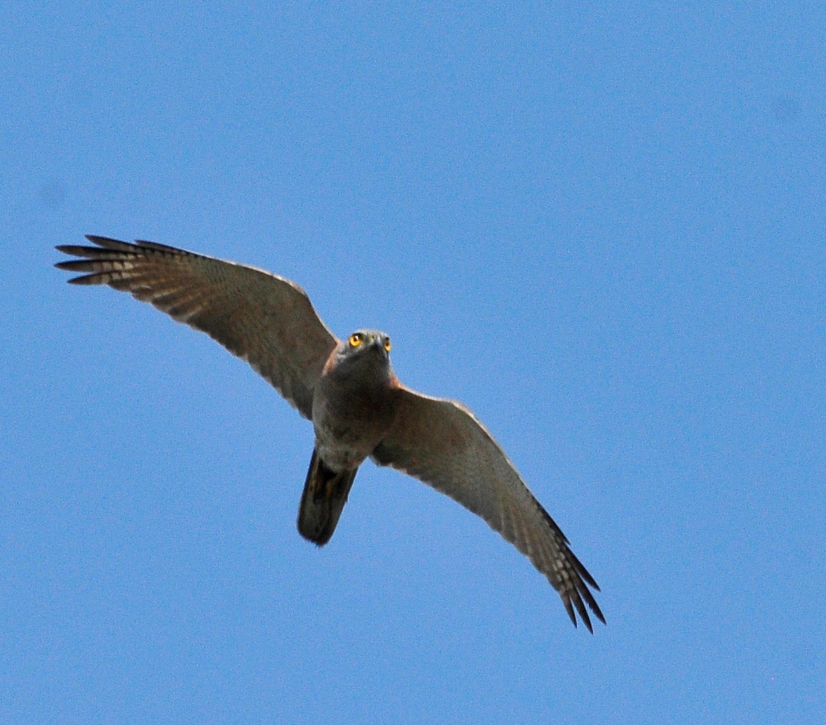 Brown Goshawk - ML511656401