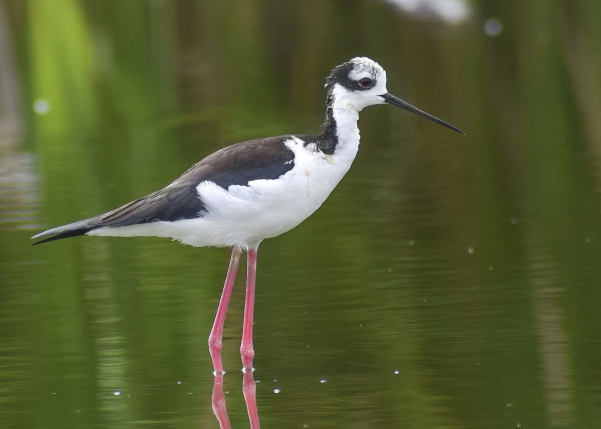 Black-necked Stilt - ML511656501