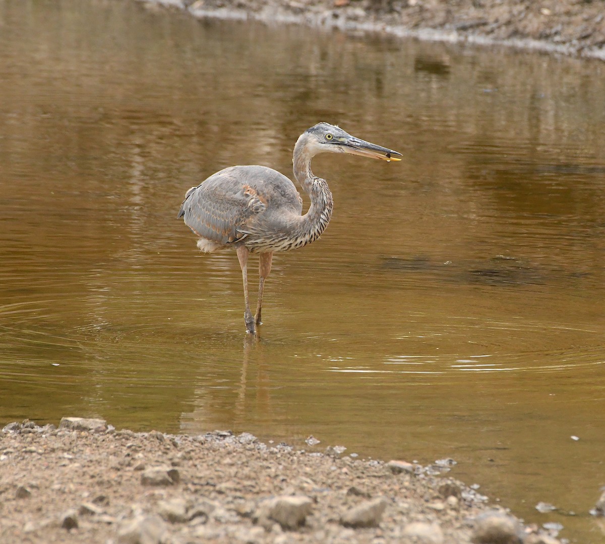 Great Blue Heron - ML511658111