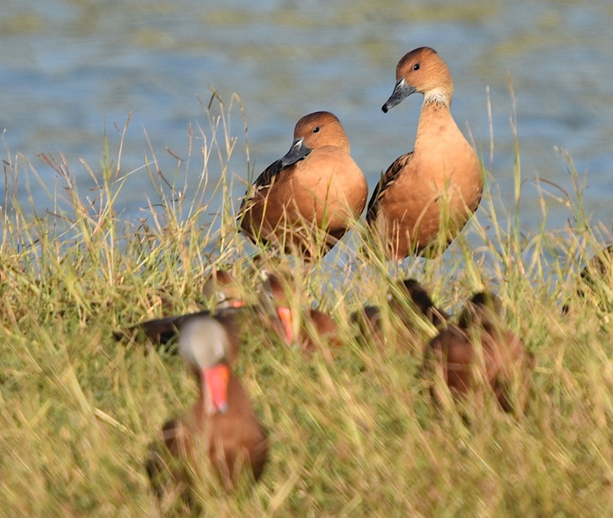 Fulvous Whistling-Duck - ML511658231