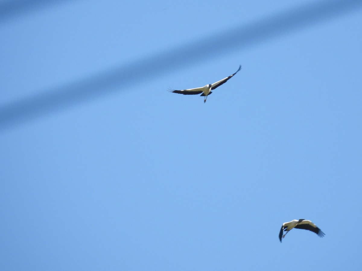 Wood Stork - ML511658591