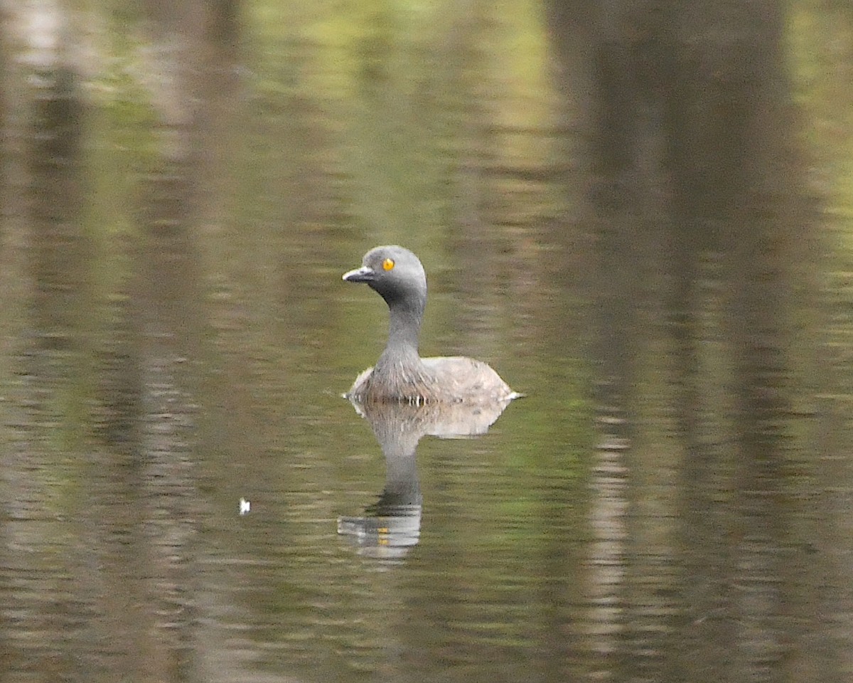 Least Grebe - ML511658911