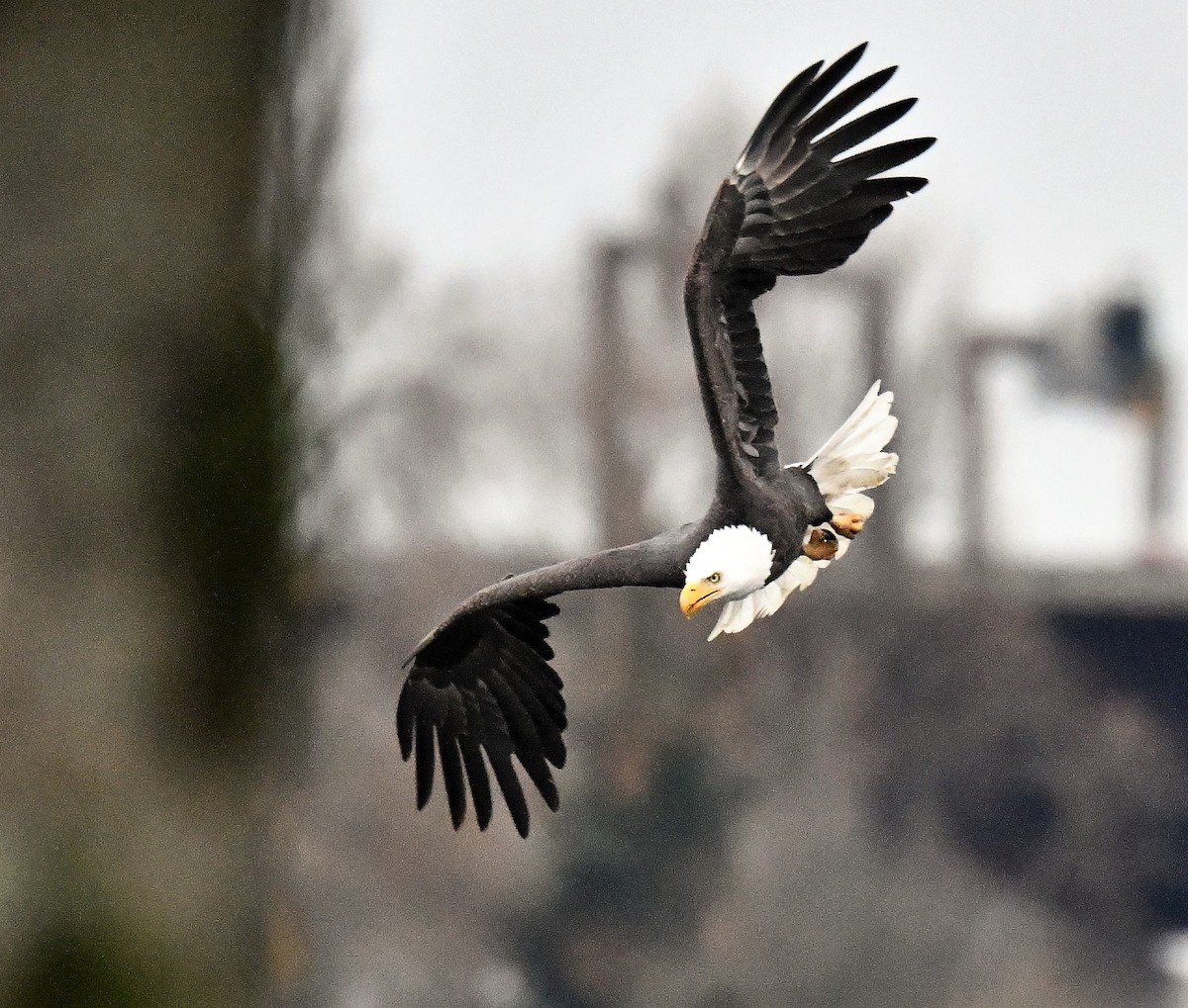 Weißkopf-Seeadler - ML511659651