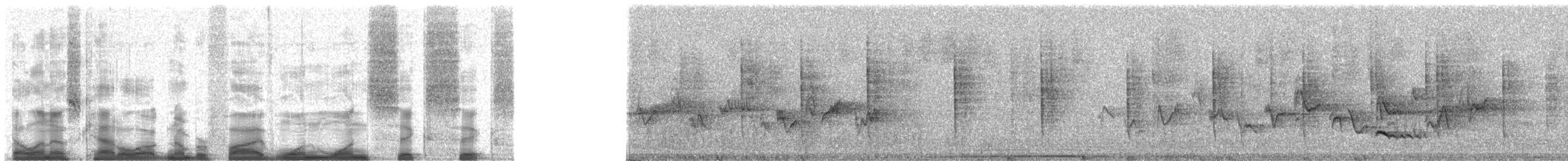 salašník horský - ML51166