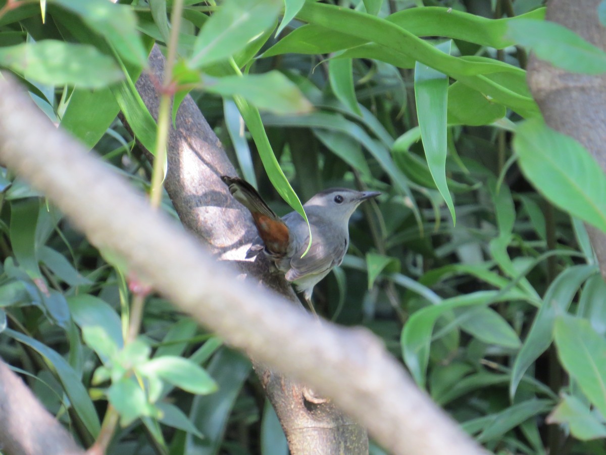 Gray Catbird - ML51166011