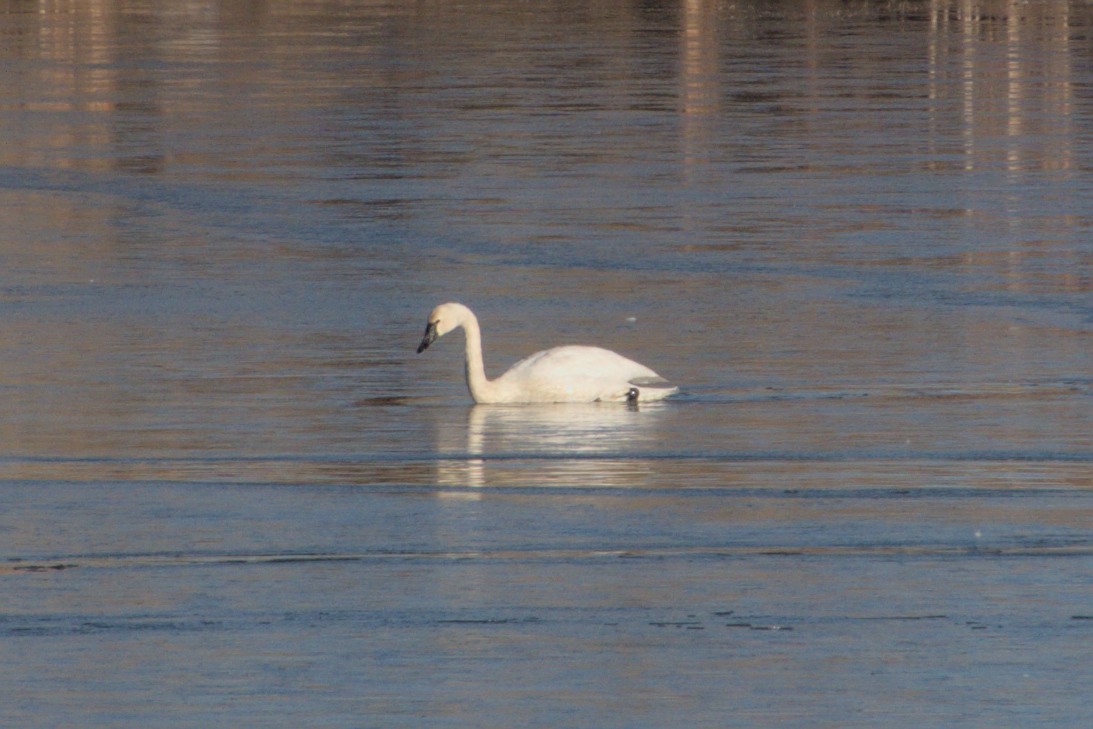 Tundra Swan - ML511661951