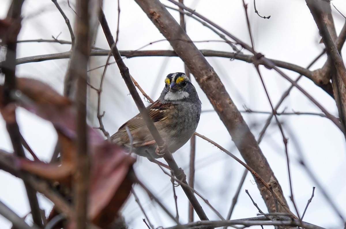 White-throated Sparrow - ML511661981