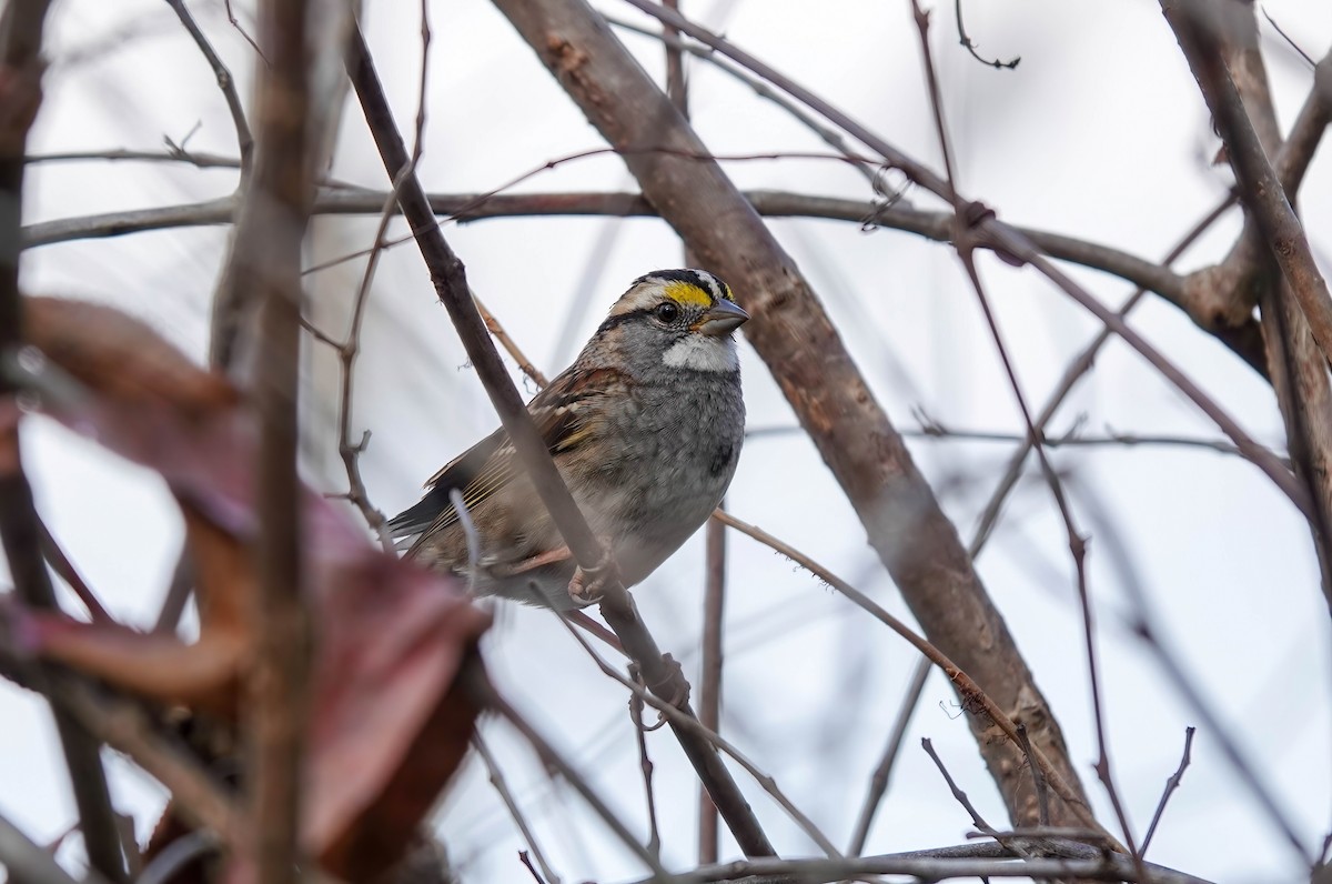 White-throated Sparrow - ML511662001