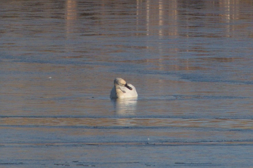 Tundra Swan - ML511662071