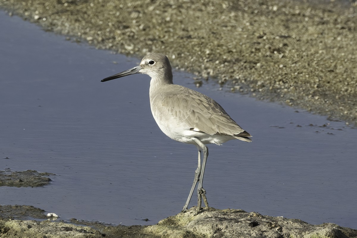 Willet - ML511662211