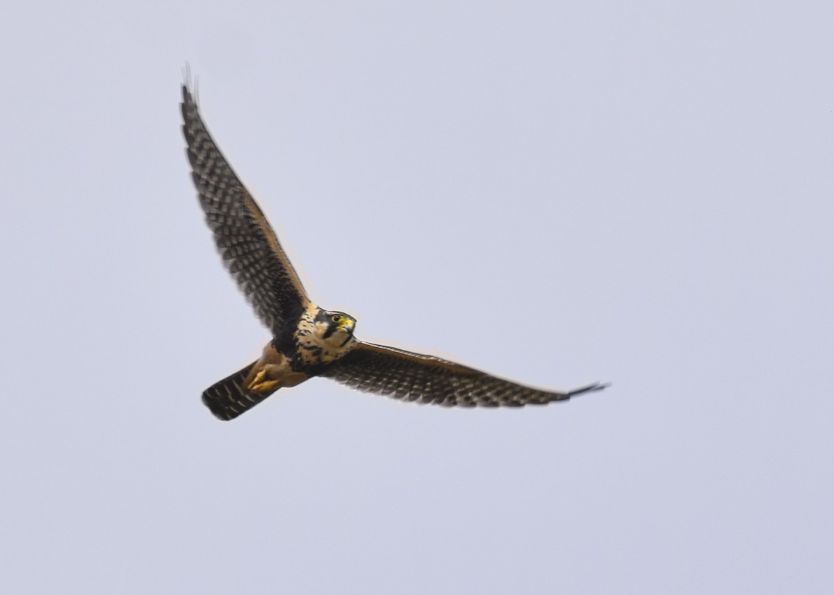 Aplomado Falcon - ML511662311