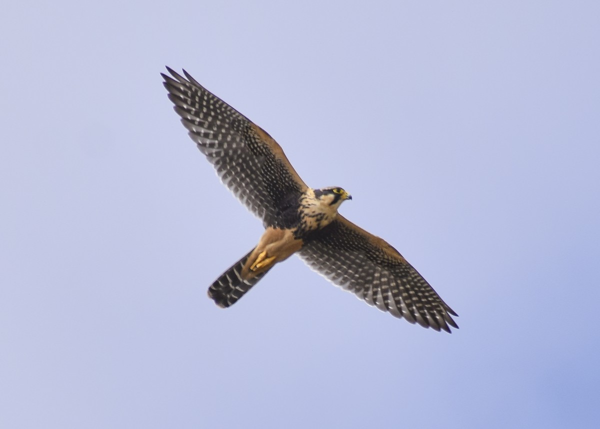 ostříž aplomado - ML511663251