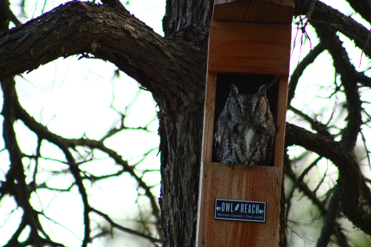 Eastern Screech-Owl - ML511663441