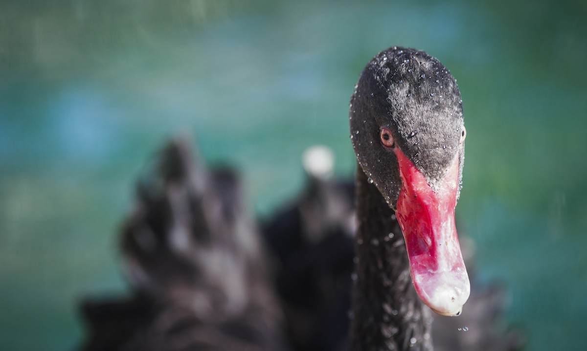 Black Swan - ML511663691